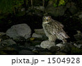 知床のシマフクロウ 1504928
