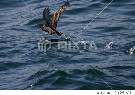 飛び立つハイイロミズナギドリ 飛び立つハイイロミズナギドリ 1504973