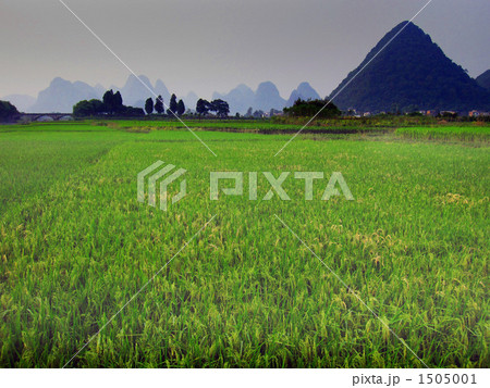 カルスト地形の水田風景 中国桂林 の写真素材