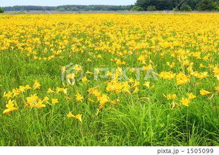 ベンセ湿原のニッコウキスゲ ベンセ湿原のニッコウキスゲ 1505099