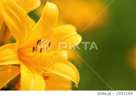 ベンセ湿原のニッコウキスゲ 1505104