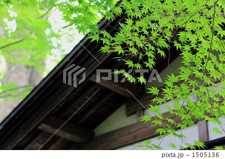 もみじの若葉と古民家 もみじの若葉と古民家 1505136