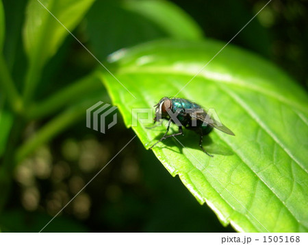 紫陽花とハエ 1505168