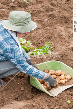じゃがいもを収穫する人 1505365