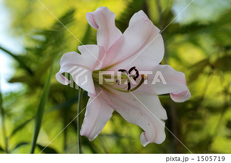 ささゆり 1505719