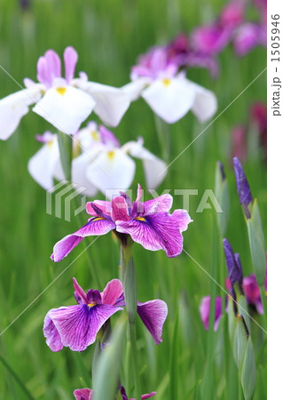 あやめ あやめ 1505946