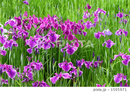あやめ 1505971