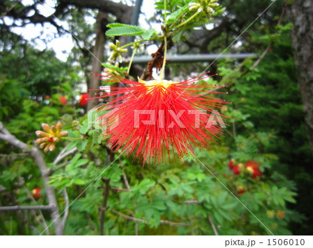 合歓の花 1506010