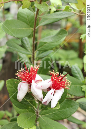 フェイジョアの花 1506038