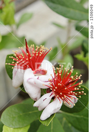 フェイジョアの花 フェイジョアの花 1506049