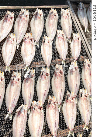 カマスの開き。 たて カマスの開き。 たて 1506113