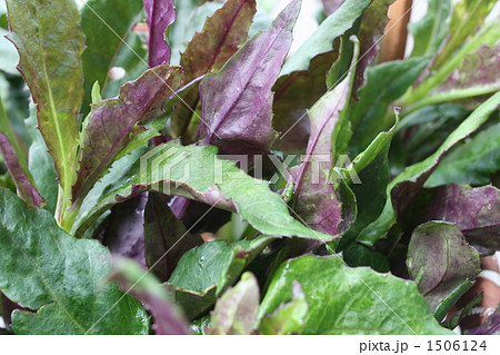 水前寺菜、金時草、はんだま 水前寺菜、金時草、はんだま 1506124