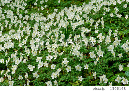 イチリンソウの群落 1506148