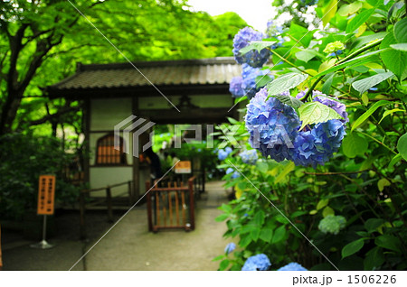 明月院のアジサイ 1506226