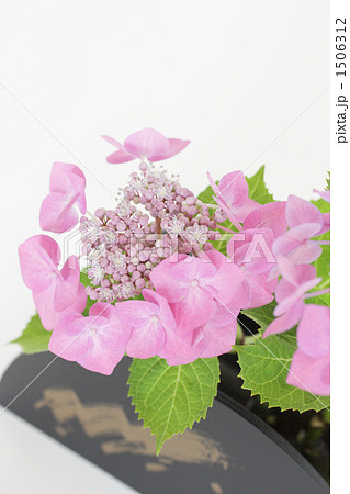 紫陽花-16■ピンク■和風-ガクアジサイ 1506312