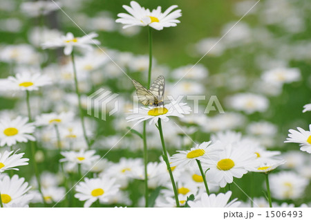 マーガレット畑 マーガレット畑 1506493