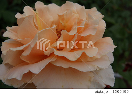 ジュリア ジュリア 1506496