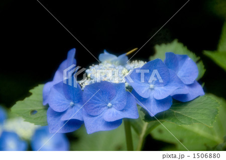 あじさい 1506880