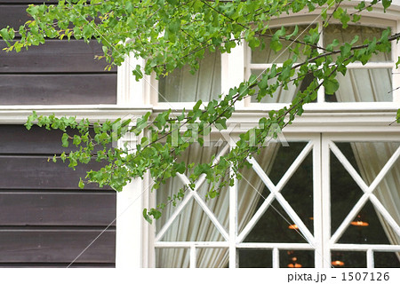 白い窓枠と新緑 1507126