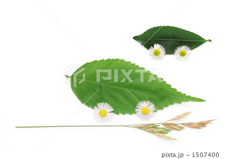 木の葉でエコカー・イメージ 木の葉でエコカー・イメージ 1507400