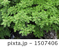 緑の印象 1507406