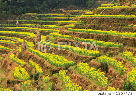 菜の花満開の棚田（中国江西省） 1507472