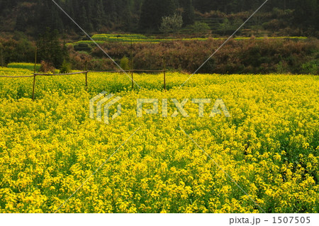 菜の花満開の農村(中国江西省) 菜の花満開の農村(中国江西省) 1507505