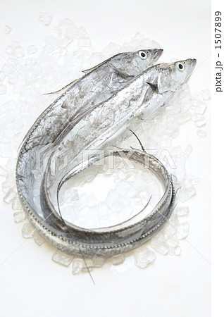 浜名湖舞阪町えんばい朝市のタチウオ。 1507899