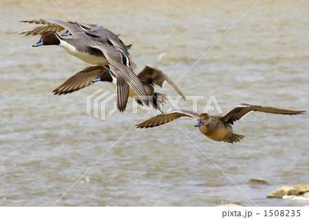 ついておいで 1508235