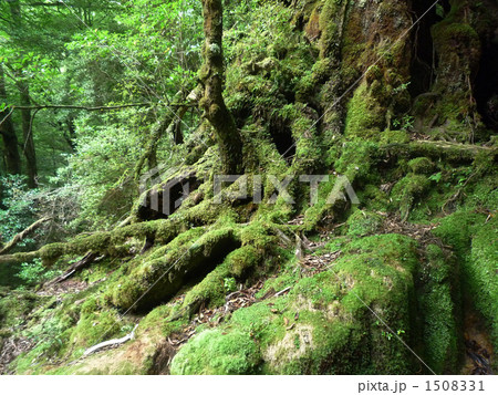 屋久島　もののけの森 1508331