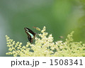 アオスジアゲハとハチ 1508341