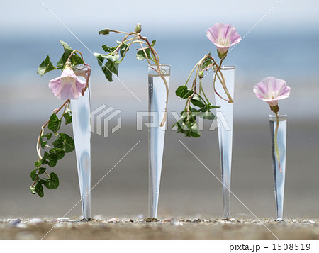 都会の海辺とハマヒルガオ 1508519