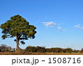 松と青空 1508716