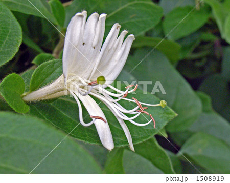 ２つの花が並ぶスイカズラ 1508919