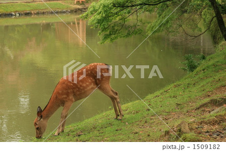 鹿と池 1509182