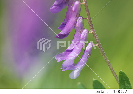 クサフジ 1509229