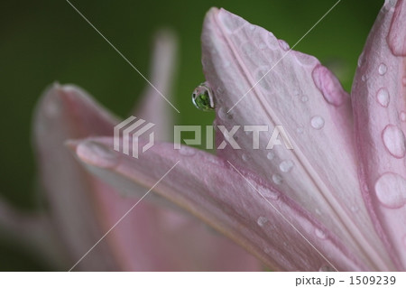 ヒメサユリ 1509239