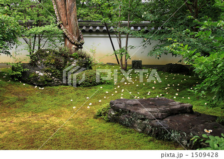 沙羅双樹 沙羅双樹 1509428