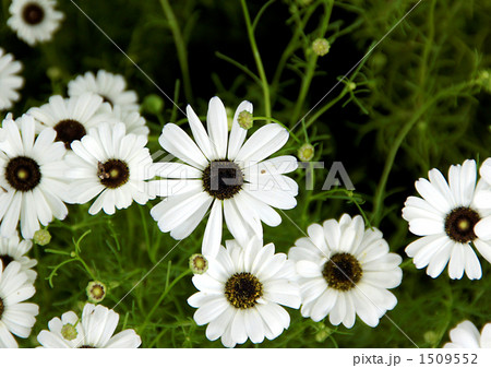 ブラキカム 1509552