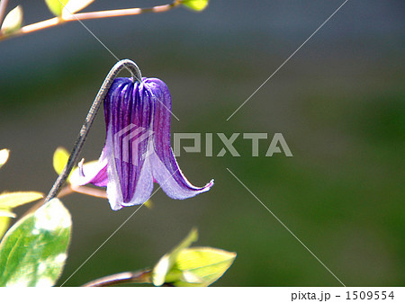 イングリフォリア系クレマチス 1509554