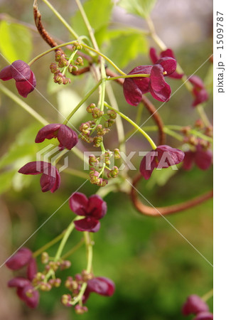 ミツバアケビ 1509787