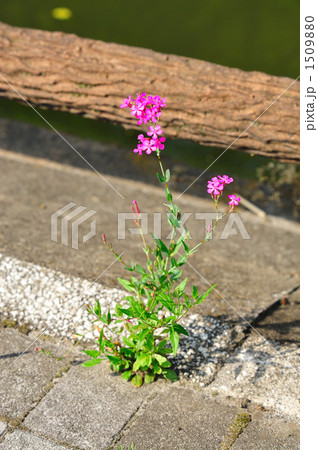 傍らに咲く虫取り撫子 傍らに咲く虫取り撫子 1509880