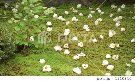 儚い沙羅の花 1510316