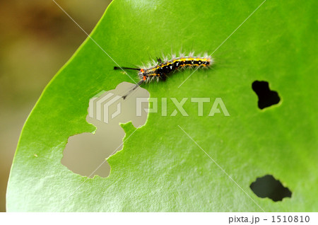 スイレンの葉を食べるケムシ 1510810