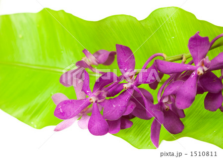 オオタニワタリとモカラ（カリプソピンク） 1510811