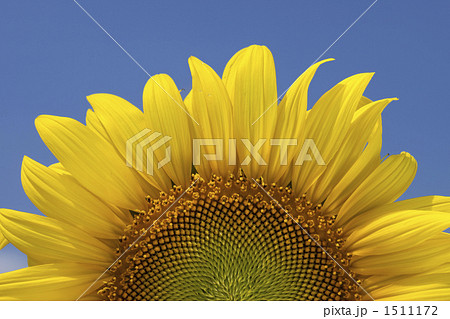 青空とヒマワリのアップ 1511172