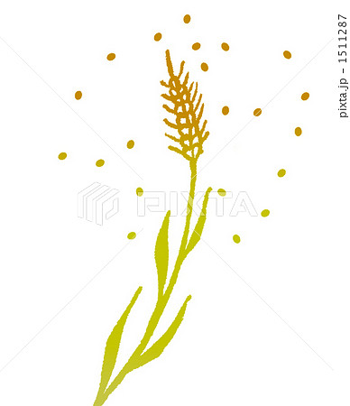 大麦 麦 穀物のイラスト素材
