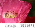 ポピー 1511673