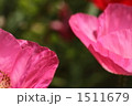 ポピー 1511679