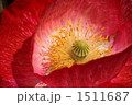 ポピー 1511687